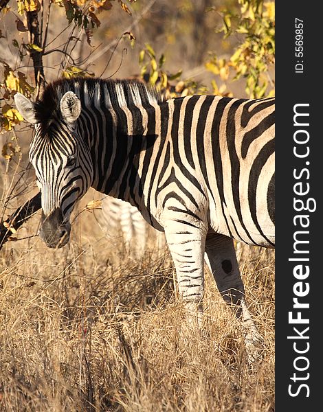 Zebra in Sabi Sands Reserve, South Africa