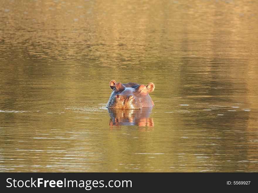 Photograph of a hippo in a dam in Sabi Sands