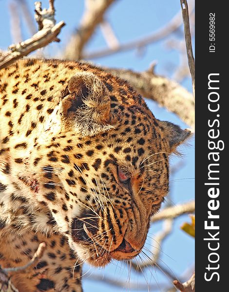 Leopard in a tree in the Sabi Sands Reserve