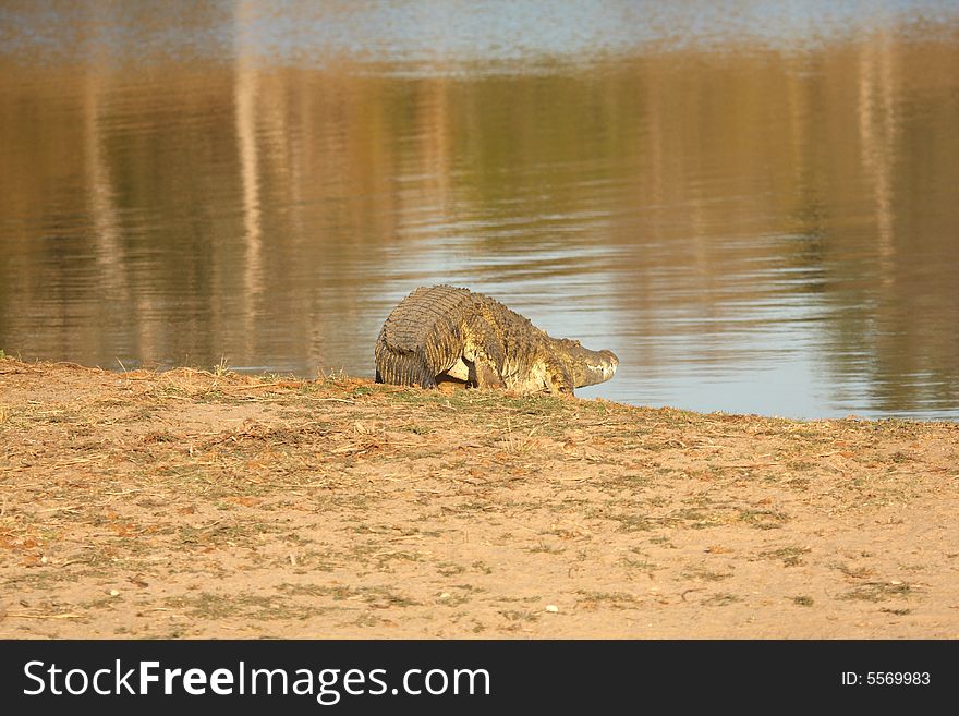 Nile Crocodile goes for a plunge in Sabi Sands