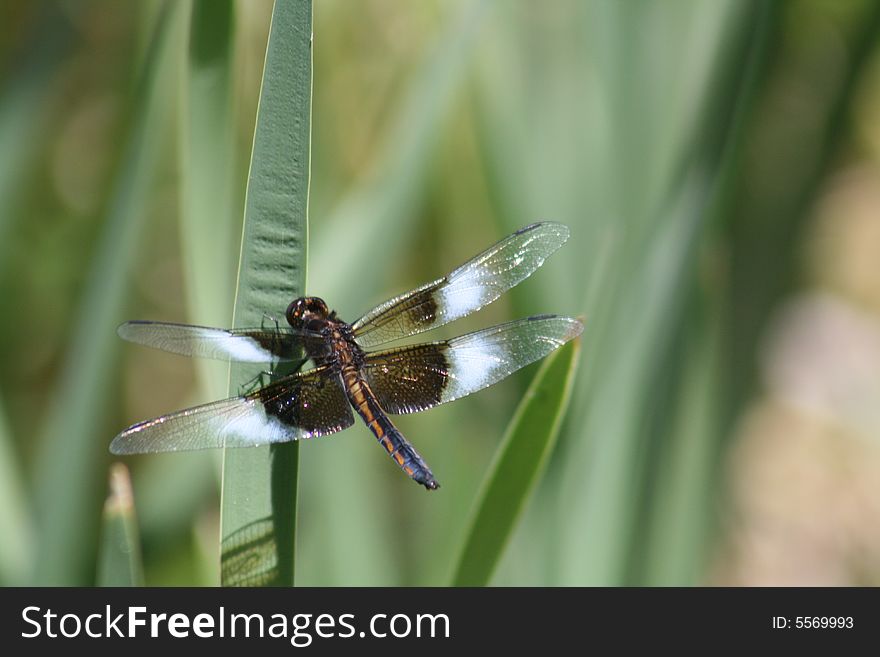 A close up of a dragon fly on a blade of grass.