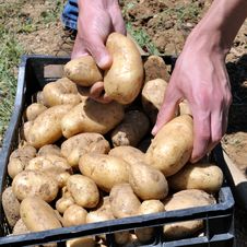 Harvesting Potatoes Stock Image Harvesting Potatoes Stock Image