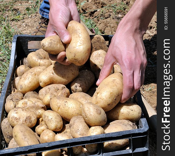 Harvesting potatoes