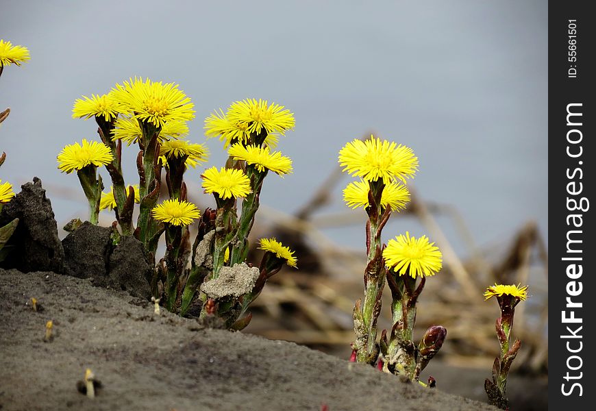 Flowerses Of The Steppes