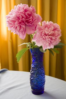 Large Pink Peony Flowers Royalty Free Stock Image Large Pink Peony Flowers Royalty Free Stock Image