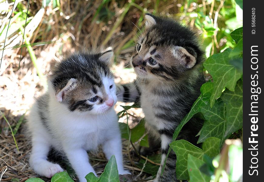 Kittens newborn photographed among the grass in daylight