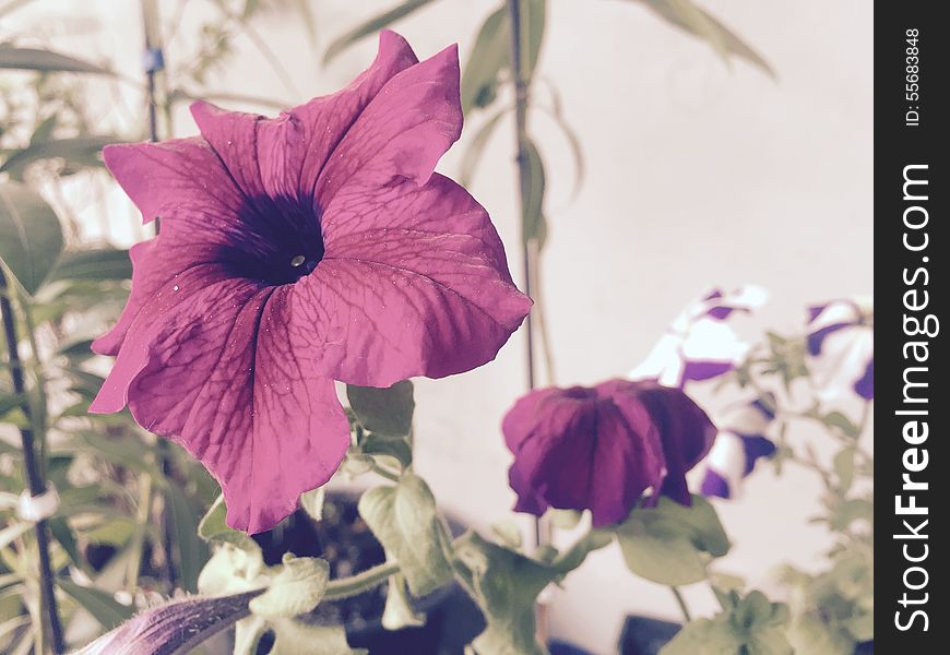 A flower with a blurred background of leafs and other flowers.