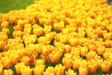 Field Of Golden Yellow Tulips Stock Photo Field Of Golden Yellow Tulips Stock Photo