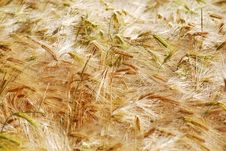 Corn Blowing In Thw Wind Royalty Free Stock Photography Corn Blowing In Thw Wind Royalty Free Stock Photography