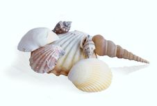 Shell Stock Photography