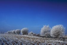 Trees In Winter Royalty Free Stock Photography Trees In Winter Royalty Free Stock Photography