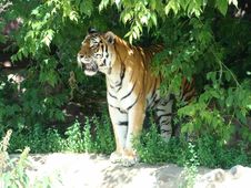 Amur Tiger Panthera Tigris Altaica Royalty Free Stock Photos