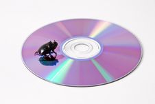 Data Bug Stock Photos Data Bug Stock Photos