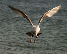 Gull Above An Ocean With Cockleshell Stock Photos Gull Above An Ocean With Cockleshell Stock Photos