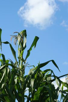 Corn Stalks Against The Sky Royalty Free Stock Image Corn Stalks Against The Sky Royalty Free Stock Image