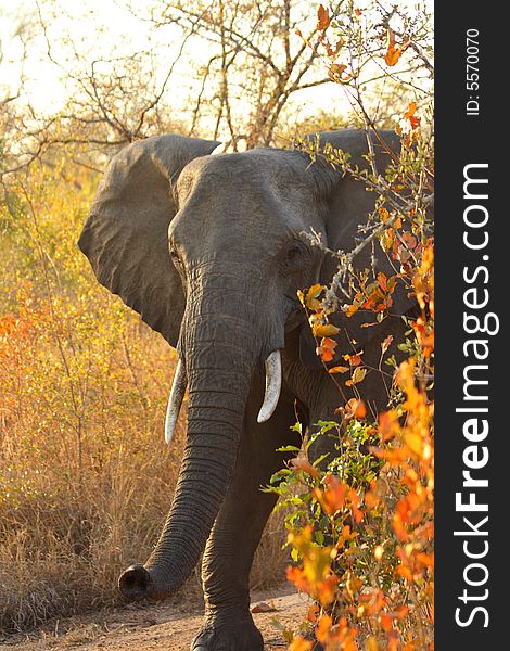 Elephant In Sabi Sands