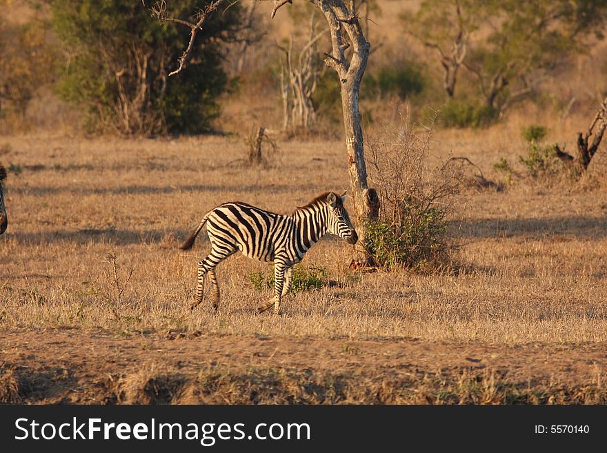 Zebra in Sabi Sands