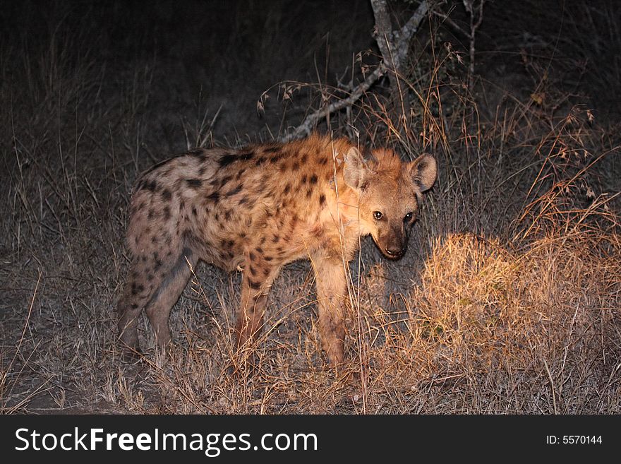 Hyena in Sabi Sands Reserve