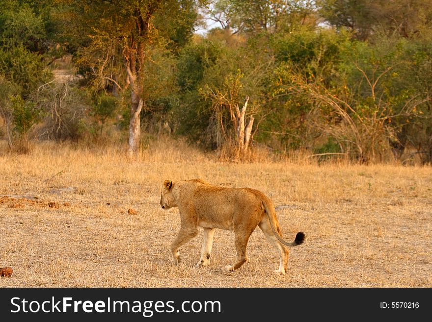 Lioness in Sabi Sands