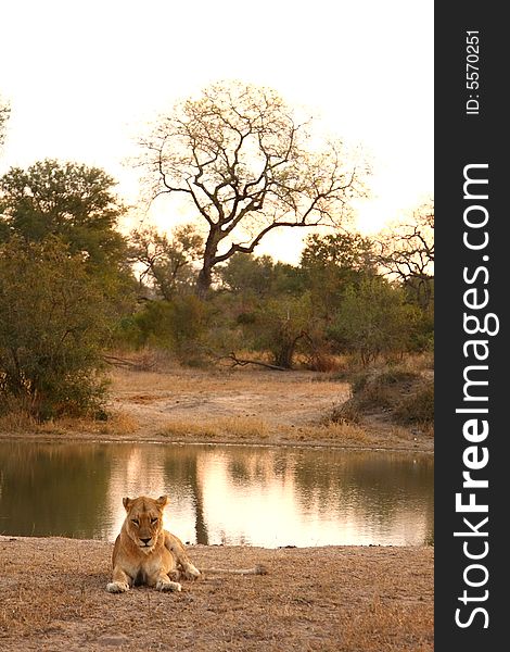 Lioness in Sabi Sands Reserve, South Africa