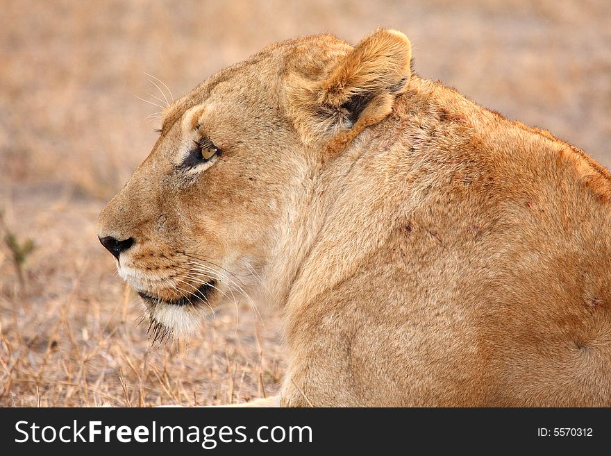 Lioness in Sabi Sands Reserve, South Africa