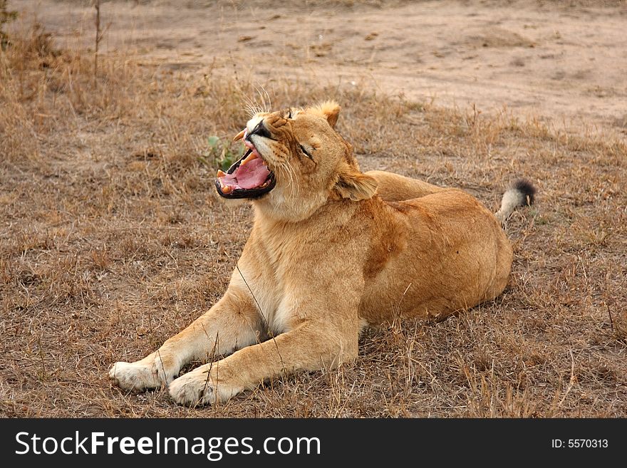 Lioness In Sabi Sands