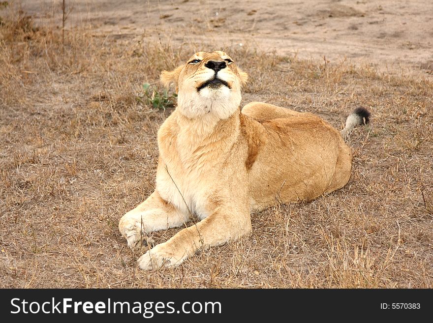 Lioness in Sabi Sands Reserve, South Africa