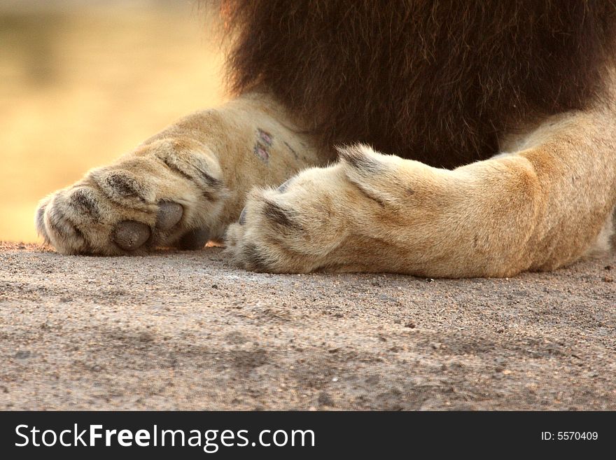 Photo of lion paws, sabia sands, south africa