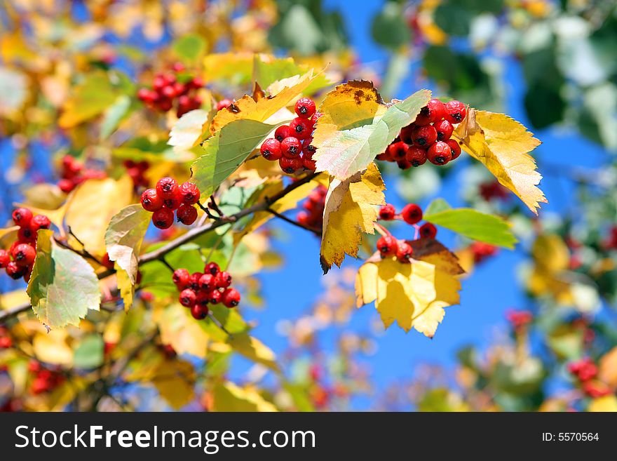 A branch of hawthorn at autumn time on blue sky background. A branch of hawthorn at autumn time on blue sky background