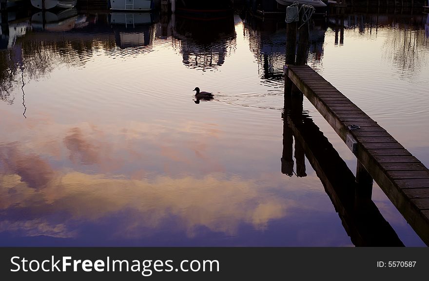 Lone duck waddling across the canal in Netherlands