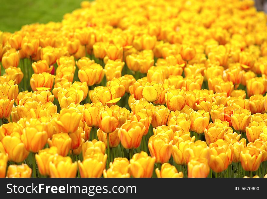 Field of golden yellow orange tulips with fushia fringe found in Netherlands, Europe. Field of golden yellow orange tulips with fushia fringe found in Netherlands, Europe