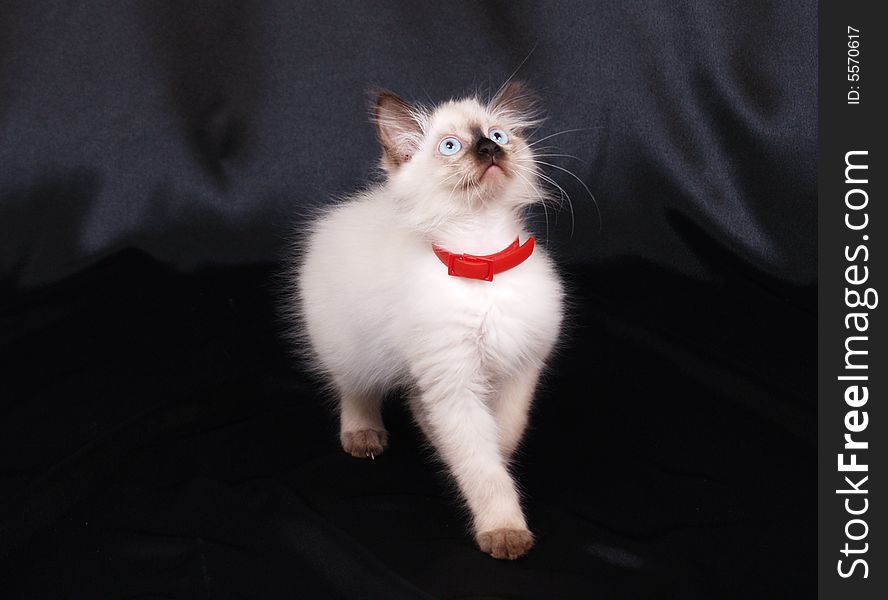 Cute birman kitty looking up, on black studio background