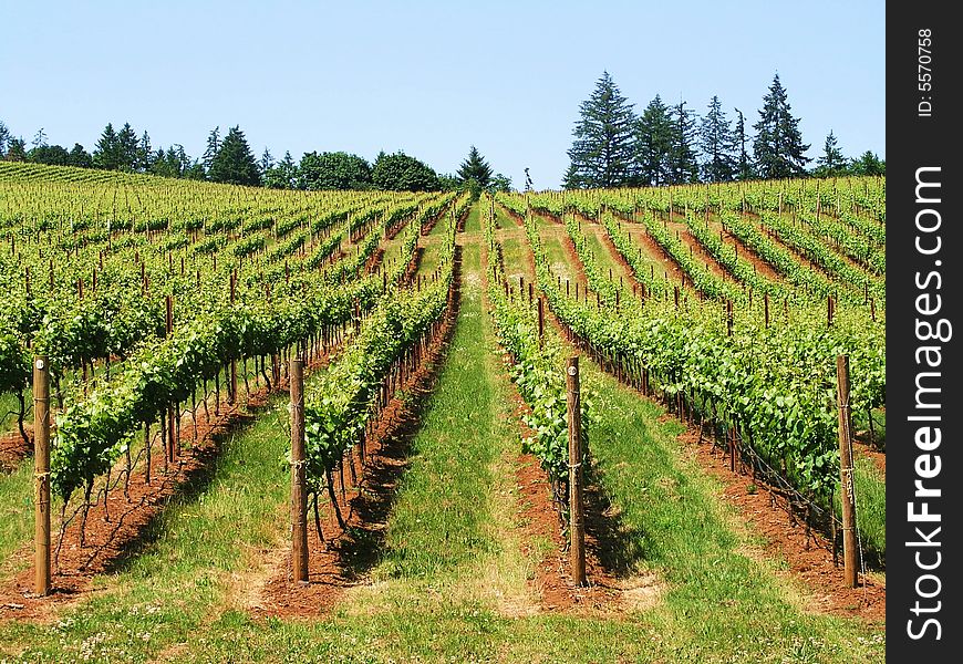Vineyard in the Willamette Valley in Oregon. Vineyard in the Willamette Valley in Oregon