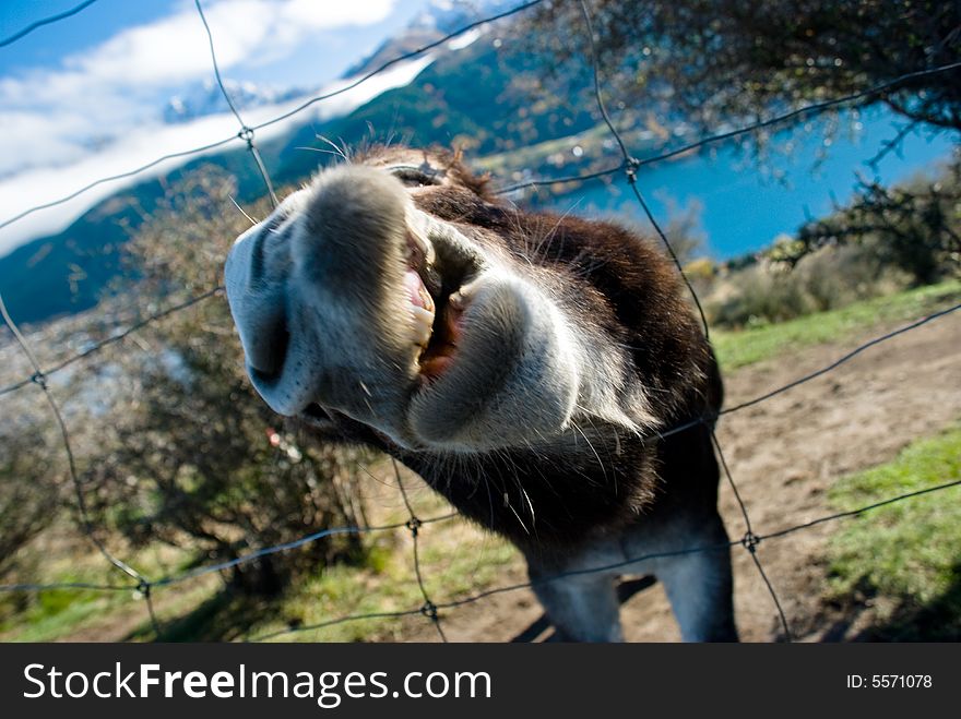 Free Me! Donkey on a farmland at lakeside. Free Me! Donkey on a farmland at lakeside