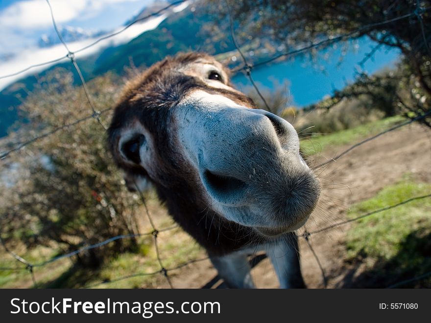 Free Me! Donkey on a farmland at lakeside. Free Me! Donkey on a farmland at lakeside