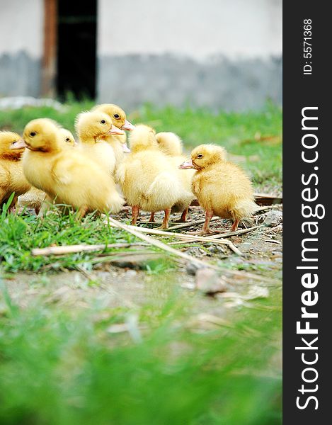 Yellow small ducks out at feed