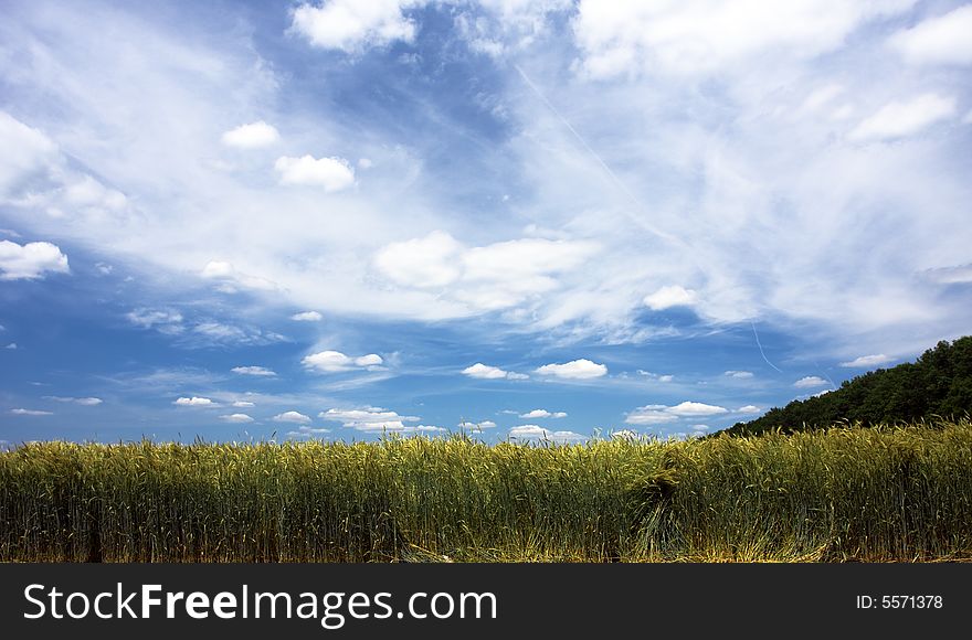 Landscape with yellow field and blue sky. Landscape with yellow field and blue sky