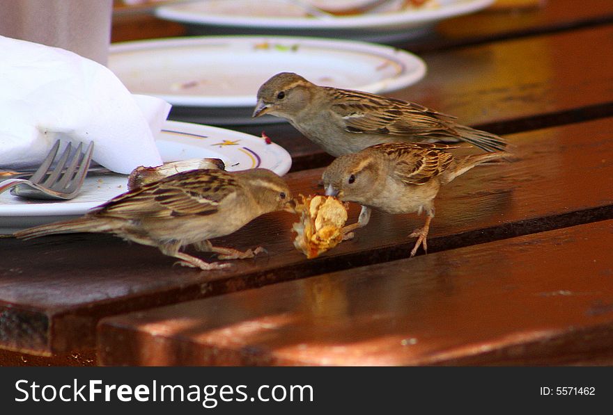 It was certainly all inclusive for these cute little cuban sparrows...