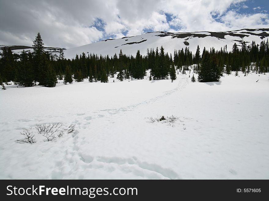 Track beaten in snow leading into wilderness. Track beaten in snow leading into wilderness.
