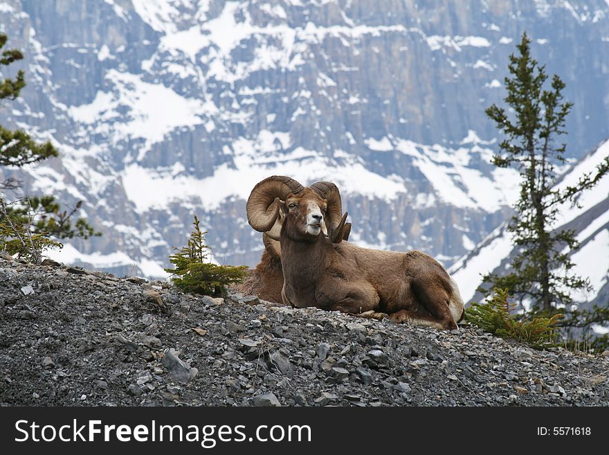 Beautiful mouflon resting with a rock wall in the background. Beautiful mouflon resting with a rock wall in the background.