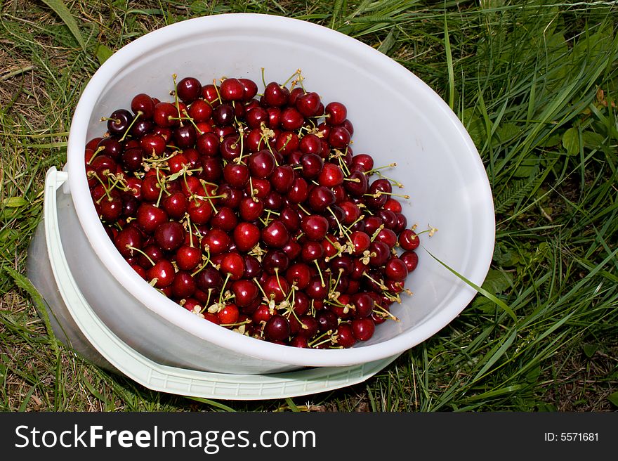 Ripe berries of a sweet cherry