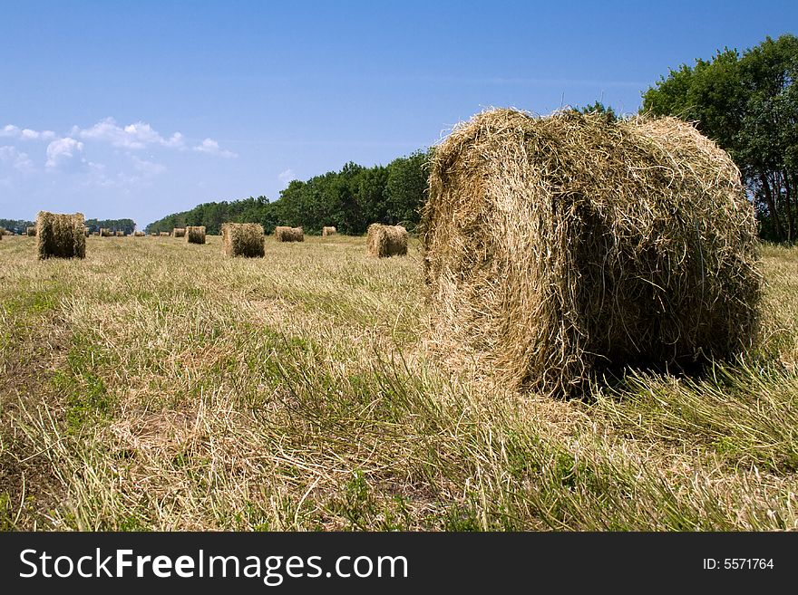 Haycocks on the wheat field