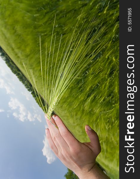 Close up of green wheat in hand