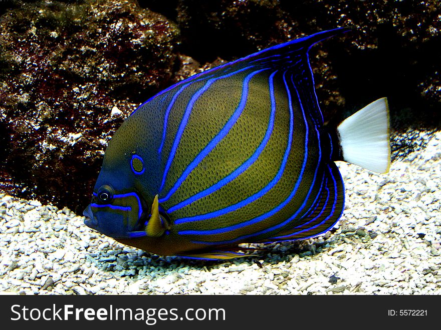Blue-striped Emperor Fish