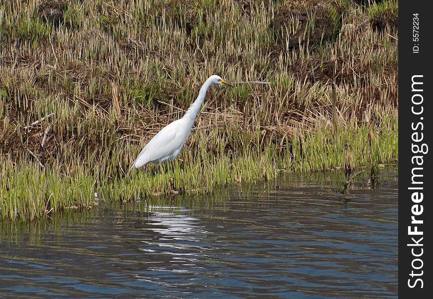 The great white egret (Egretta alba) stands at a water. Russian Far East, Primorsky region. The great white egret (Egretta alba) stands at a water. Russian Far East, Primorsky region.