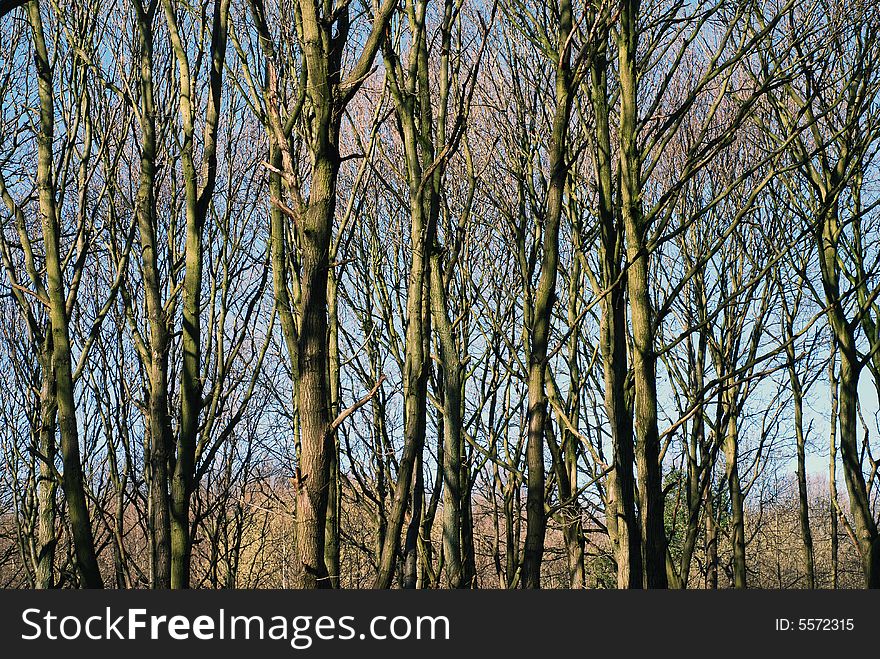 Tree trunks and branches against a wintry blue sky. Tree trunks and branches against a wintry blue sky