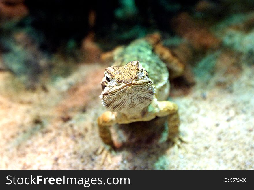 A saurian is posing in front of a Camera. A saurian is posing in front of a Camera