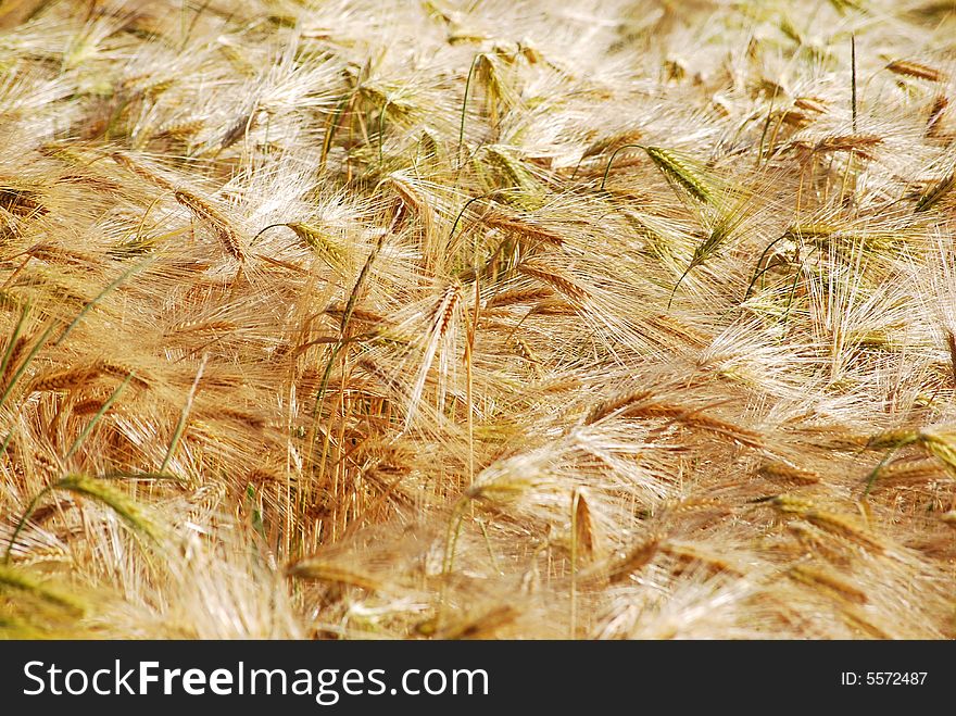 A field of corn blowing in the wind. A field of corn blowing in the wind