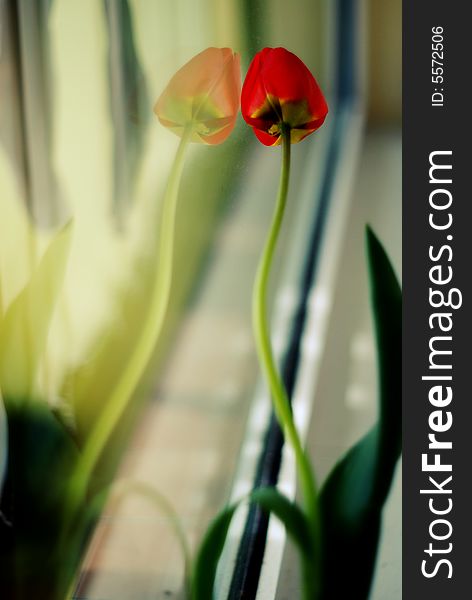 Red tulip near window with reflection