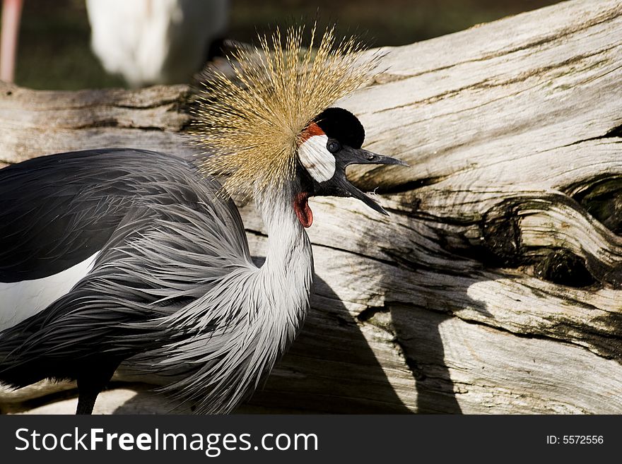 Cranes are large, long-legged and long-necked birds of the order Gruiformes, and family Gruidae. Unlike the similar-looking but unrelated herons, cranes fly with necks outstretched, not pulled back. Cranes are large, long-legged and long-necked birds of the order Gruiformes, and family Gruidae. Unlike the similar-looking but unrelated herons, cranes fly with necks outstretched, not pulled back.